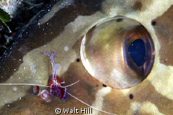 The big and the small of it....a grouper's eye gets an up... by Walt Hill 